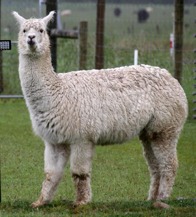 Alpaca_(31562329701).jpg